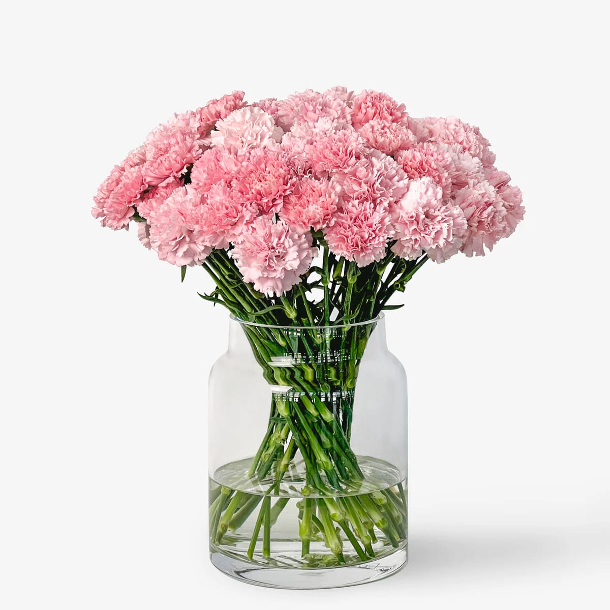 Clavel Rosat de Seda