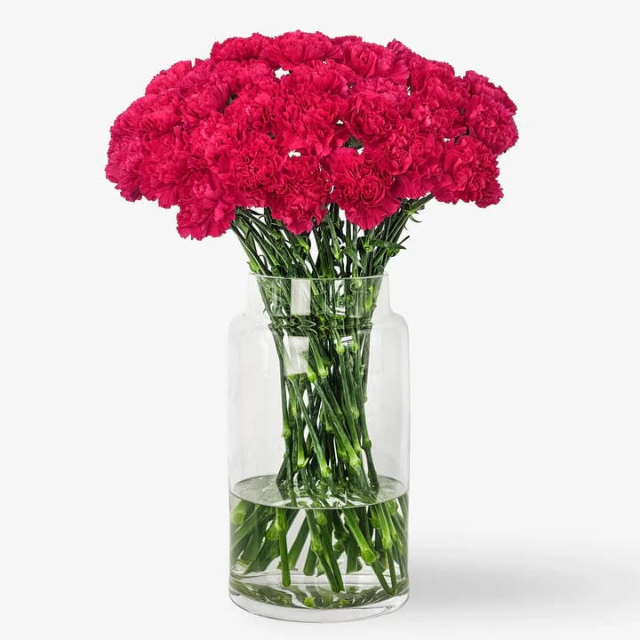 Clavel del Seda