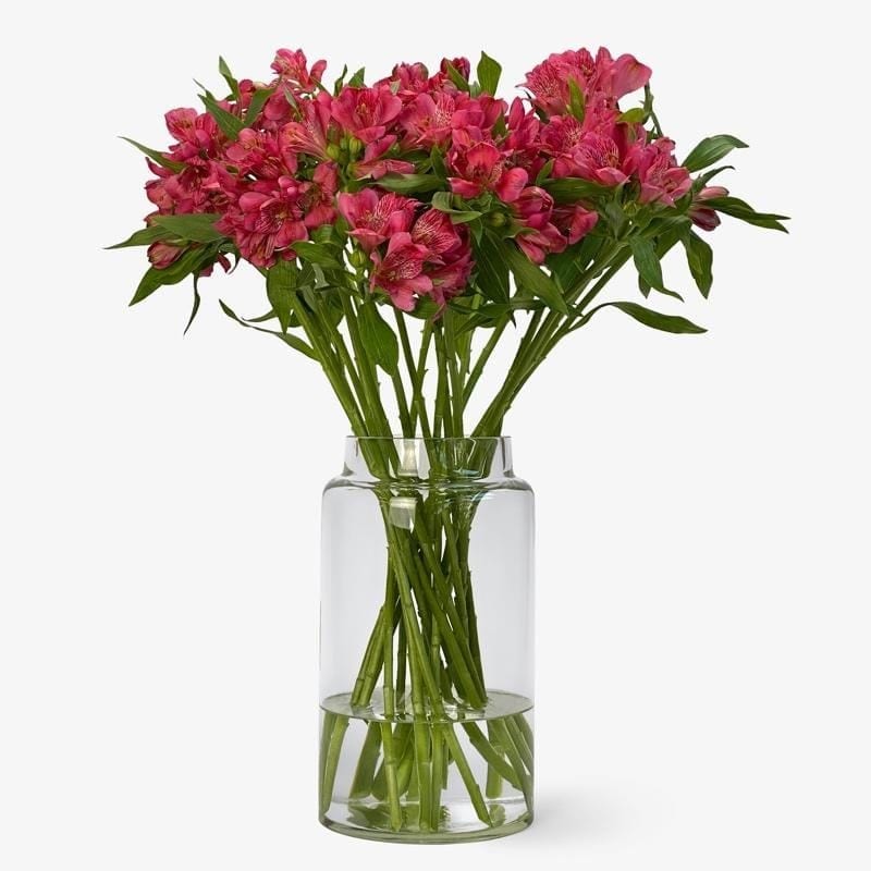 Amor d’Alstromeria
