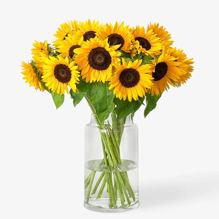 Girasol Valencià