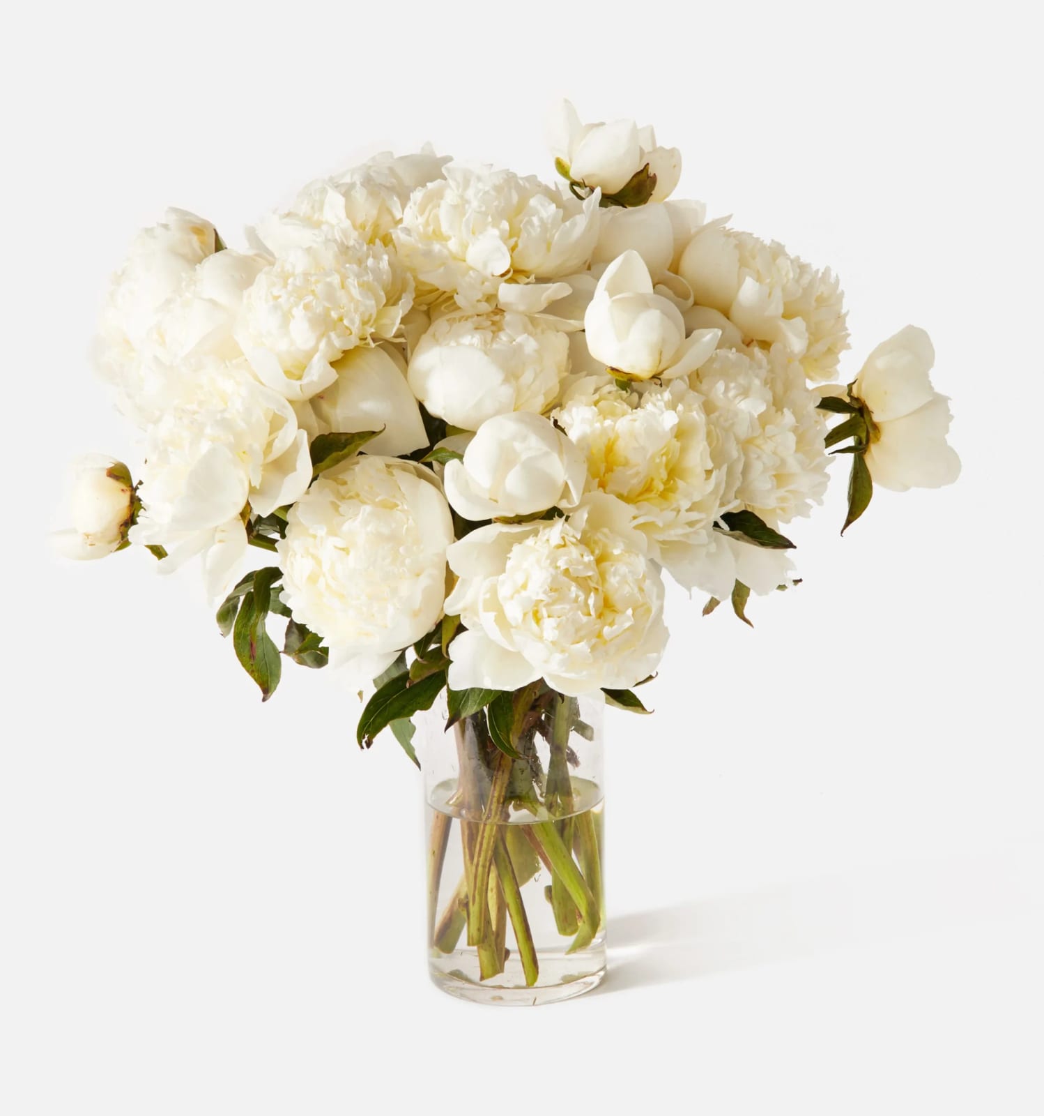 Peonia de la Neu